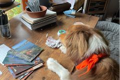 Snorri checking out her stickers and getting ready to send some letters out. Image features some of their post cards as well