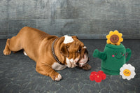 Peculiar Pet Holiday Box - Dog