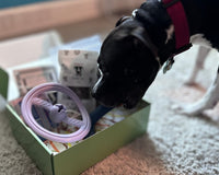 Canine Enrichment Box