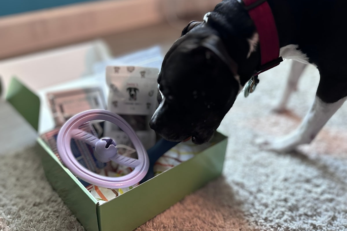 An image of a black dog pulling items out of a subscription box. Inside the box are bags of treats and engaging toys.