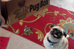Pug Box