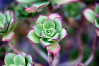 DIY Succulent Kit by Soleil Succulents