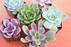 Monthly Succulents by Succy Crafts