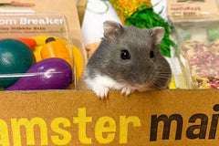 Hamster Mail