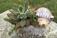 Potted Succulent Plant