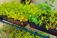 Monthly Seed Subscription