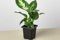 o ensure the successful care of the received plants, house plant boxes typically include detailed care instructions and tips for each plant.