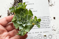 Unique Succulent Subscription For Plant Lovers 🪴