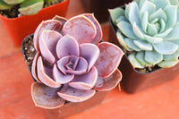 Monthly Succulents by Succy Crafts