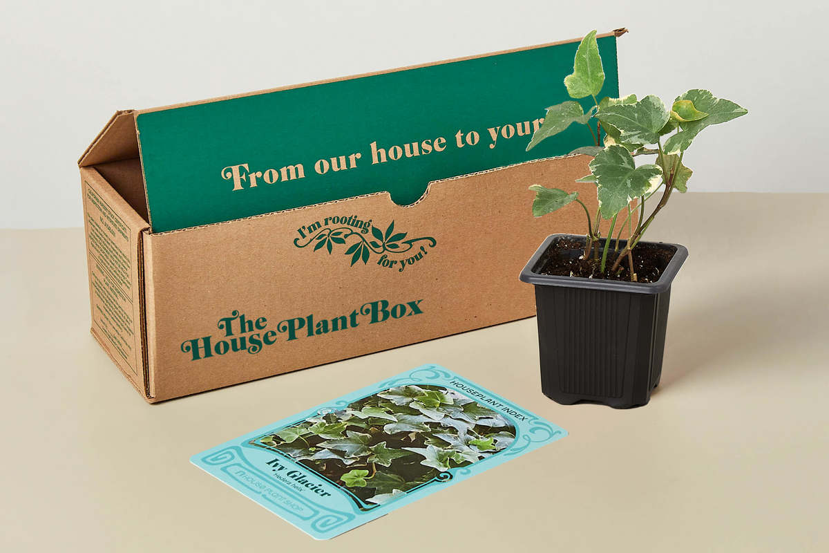 House Plant Box