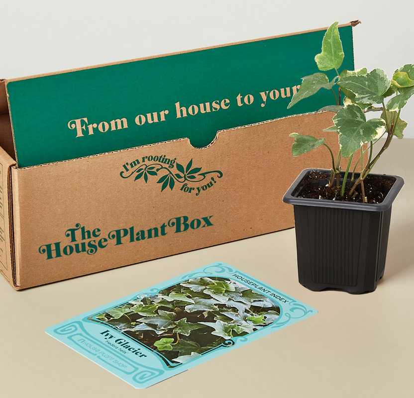 Indoor House Plant Subscription Box Cratejoy