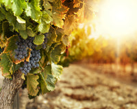 Vintage Wine Estates Perfect Pairings 6 Bottle Wine Collection *Shipping Included*