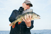 Man with caught Perch fish.