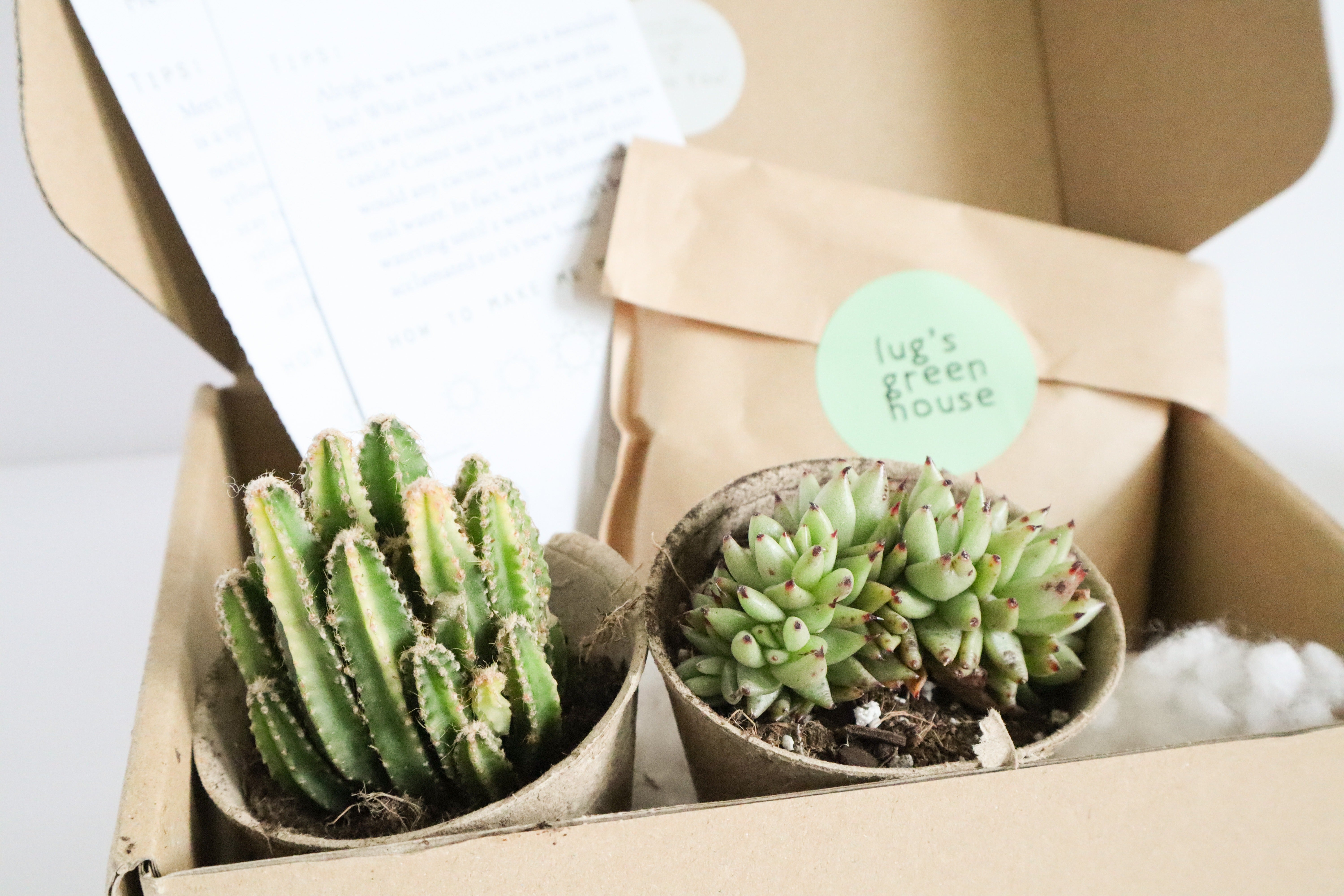 succulent packaging ideas Unique Succulent Subscription For Plant Lovers