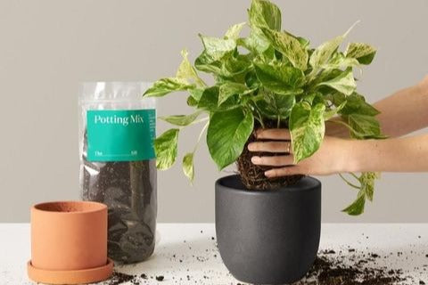 indoor plant of the month club Plant of the Month