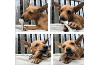 ChewyBox Hypo-allergenic 100 percent natural vegan dog treats