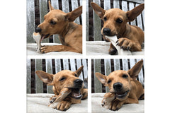 ChewyBox Hypo-allergenic 100 percent natural vegan dog treats