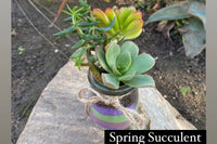 DIY Seasonal Succulent Kits