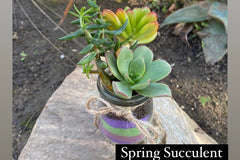 DIY Seasonal Succulent Kits