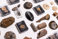 A variety of genuine prehistoric fossils featured in the Matter subscription box for curious minds
