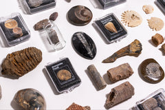 A variety of genuine prehistoric fossils as featured in the Matter subscription box for curious minds