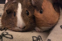 Chonky but Funky Bundle