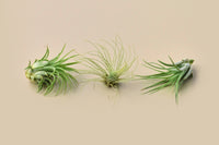 Air plants, scientifically known as Tillandsia, are fascinating and enchanting members of the bromeliad family. What makes them truly remark