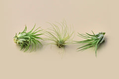 Air plants, scientifically known as Tillandsia, are fascinating and enchanting members of the bromeliad family. What makes them truly remark