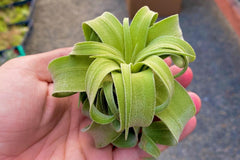 Air Plants Monthly