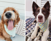 Northern By Sneed Monthly Dog Bandana Subscription