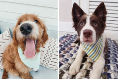 Northern By Sneed Monthly Dog Bandana Subscription