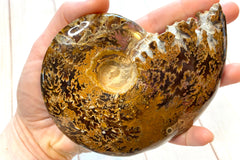 A photo of a large ammonite fossil as an example of a crystal of the month offered by Soul Gifts Crystals.