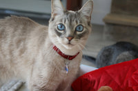 BoxCat Giant Seasonal Cat Subscription Box