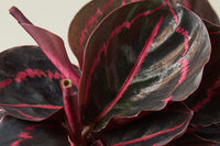 Whether you're an experienced plant collector seeking to expand your rare plant collection or a budding enthusiast looking to dive into the 