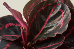Whether you're an experienced plant collector seeking to expand your rare plant collection or a budding enthusiast looking to dive into the 