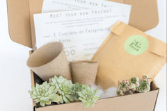 Unique Succulent Subscription For Plant Lovers 🪴