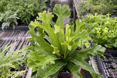 With the House Plant Specialty Box, you'll embark on a continuous journey of discovery, allowing you to experience the magic of each season 
