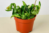 The Premium House Plant Box doesn't just deliver plants; it delivers an experience. Each box is thoughtfully assembled, taking into consider