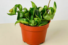 The Premium House Plant Box doesn't just deliver plants; it delivers an experience. Each box is thoughtfully assembled, taking into consider