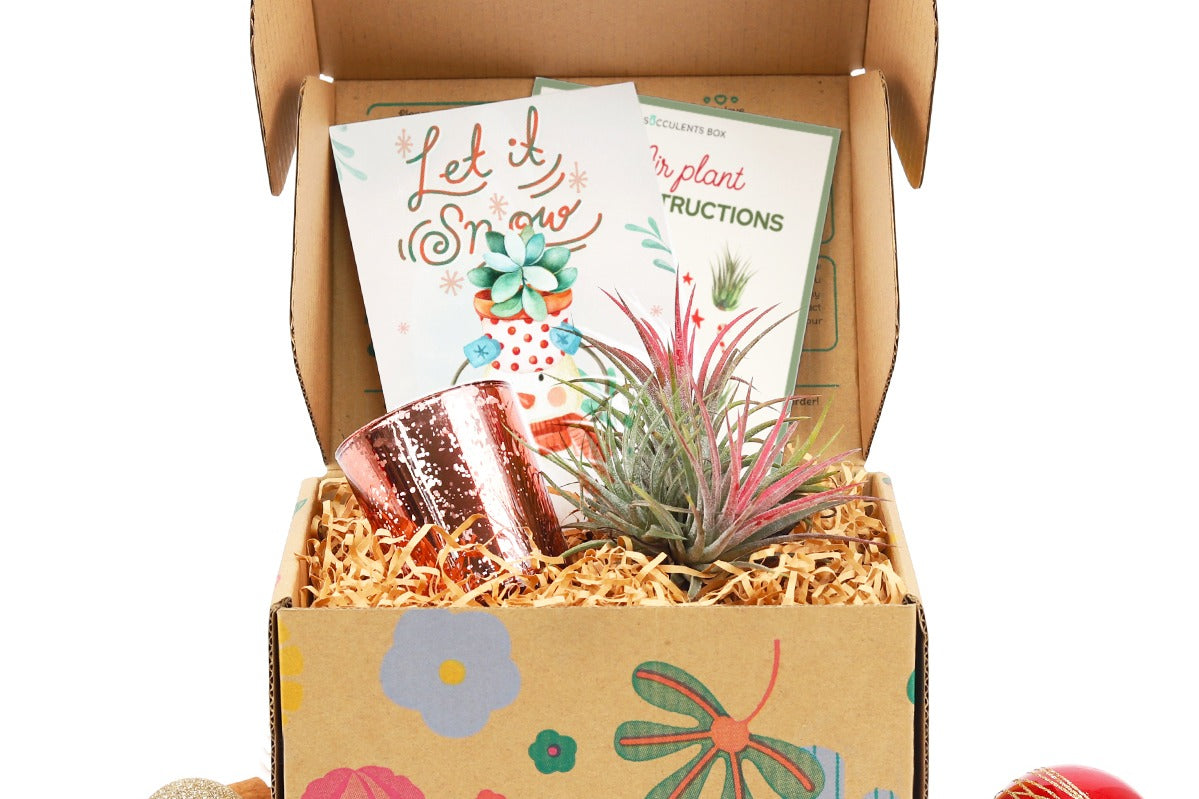 air plant subscription box, live plants subscription, subscription boxes, monthly subscription boxes, subscription boxes for women