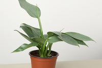 One of the exciting aspects of the Rare House Plant Box Listing is the element of surprise. While you'll have the opportunity to explore the