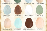 Monthly Surprise Chicken Hatching Egg Subscription