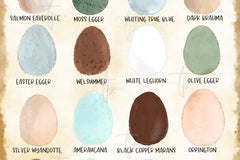 Monthly Surprise Chicken Hatching Egg Subscription