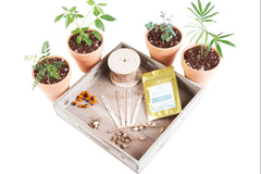 Monthly Tropical Houseplant Seed Subscription Box.