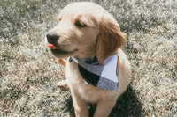 Pet Bandanas, Personalized,  Each Month with Unique, Seasonal Themes