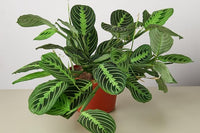 House Plant Subscription Box