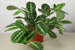 House Plant Subscription Box