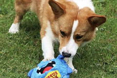 My Corgi and Me Box