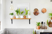 Plant of the Month