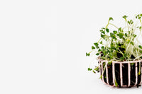 Broccoli sprouts/microgreens tumble out of a white basket filled with soil. The backgrown is plain white.